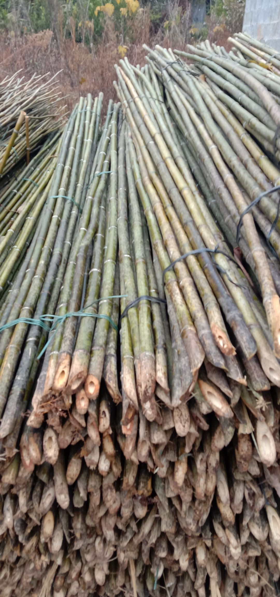  三年以上老金竹，一手货源