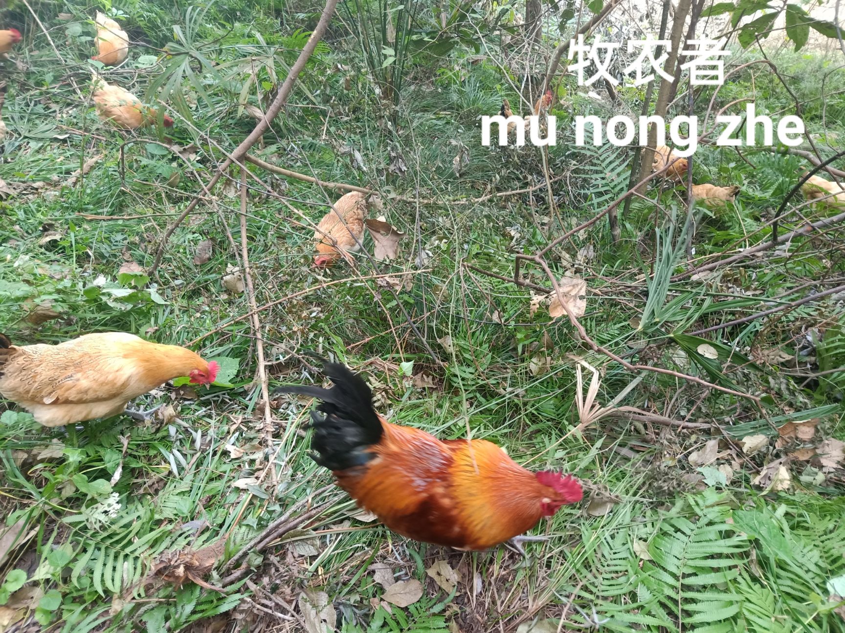 2年以上正宗山林放养自然觅食纯种剑门关土鸡老母鸡