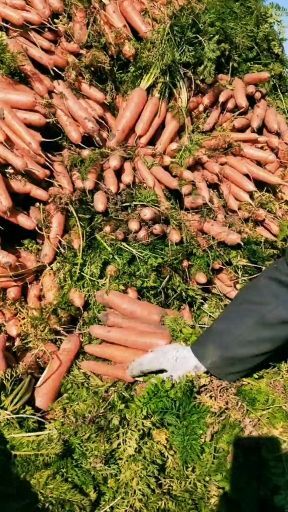 农安县七寸红胡萝卜  卖大量三红胡萝卜828，5毛6带英一斤，去英