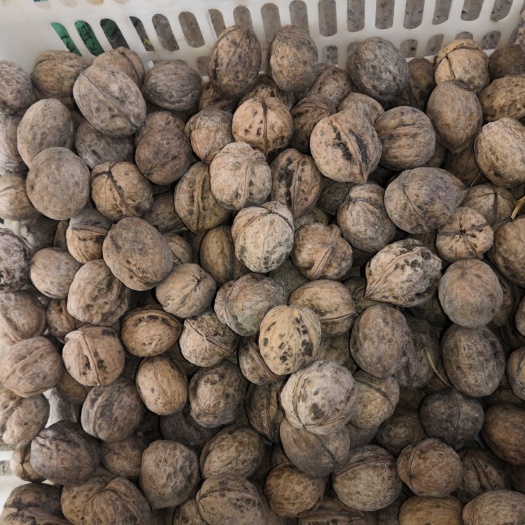 昆玉市核桃.新疆核桃，无任何加工的核桃