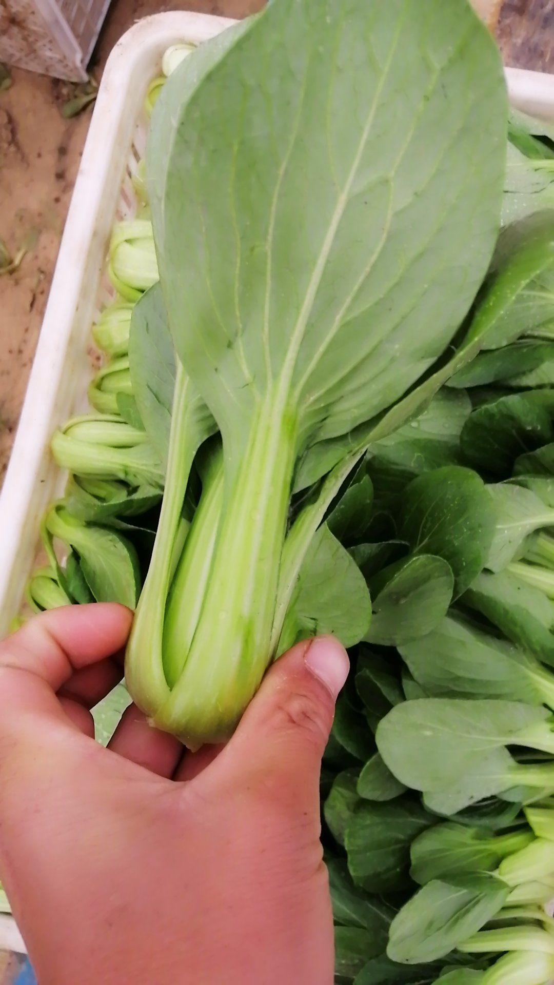 小油菜产地直供精品大棚小中颗油菜上海青快菜欢迎选购