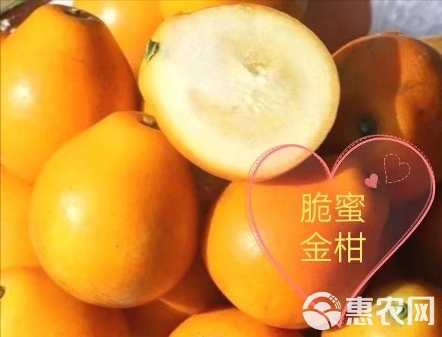 脆蜜金柑苗  广西融安脆蜜金桔果树苗 比较荔枝还甜的金橘 苗