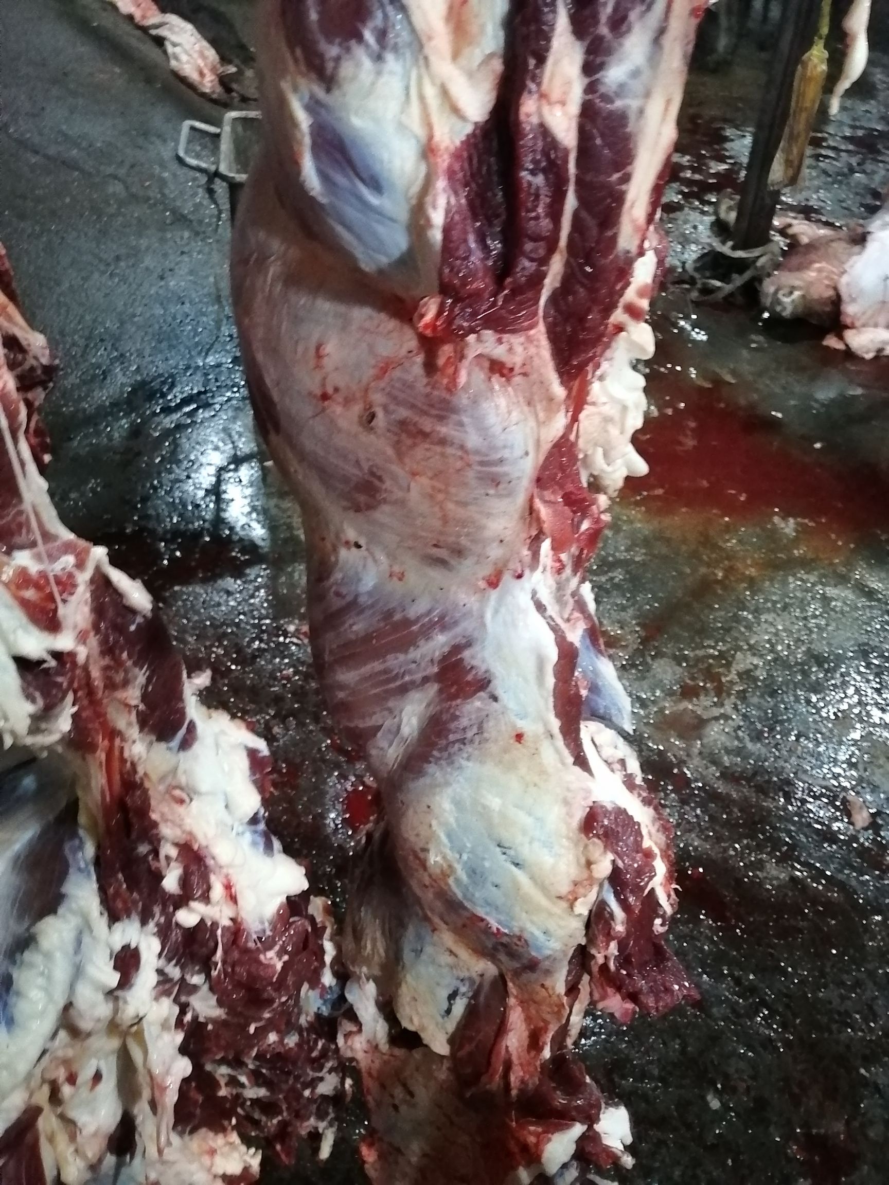 四分体牛肉  国产纯干鲜牛肉