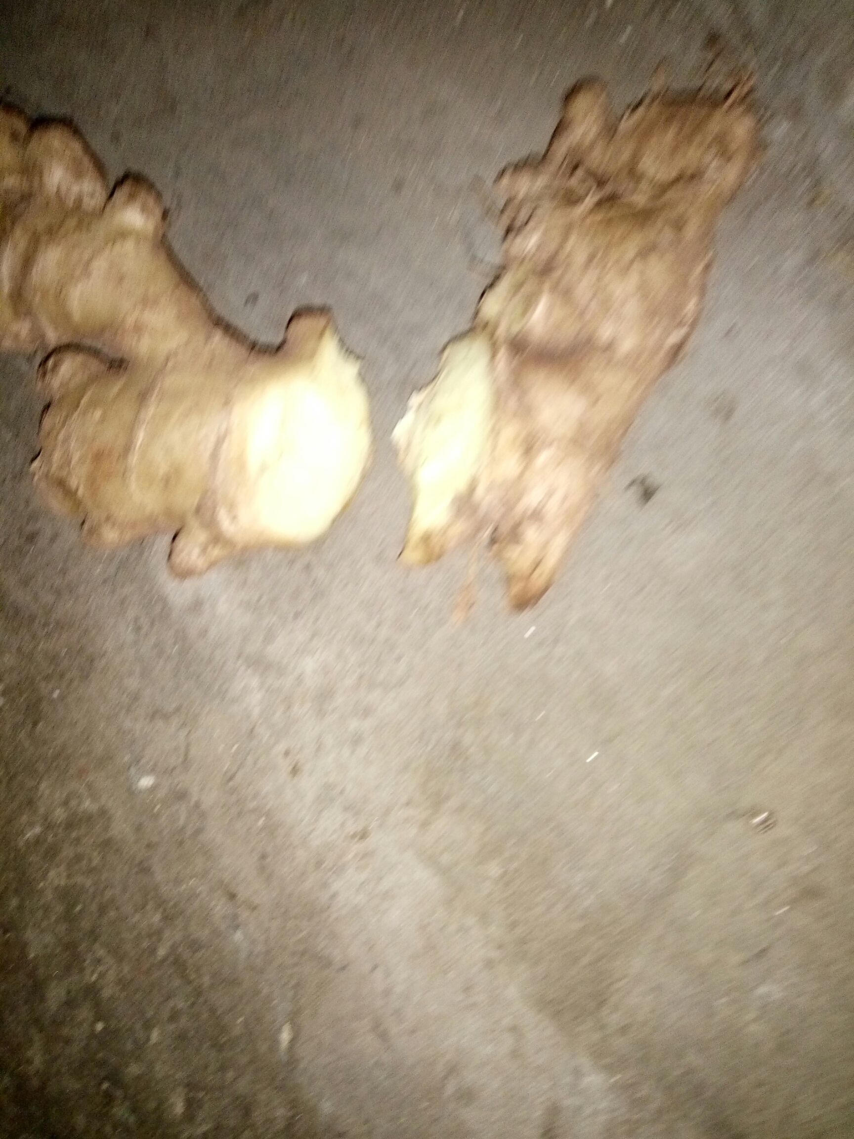 白口姜  无筋本地老姜    无筋姜种     香芋