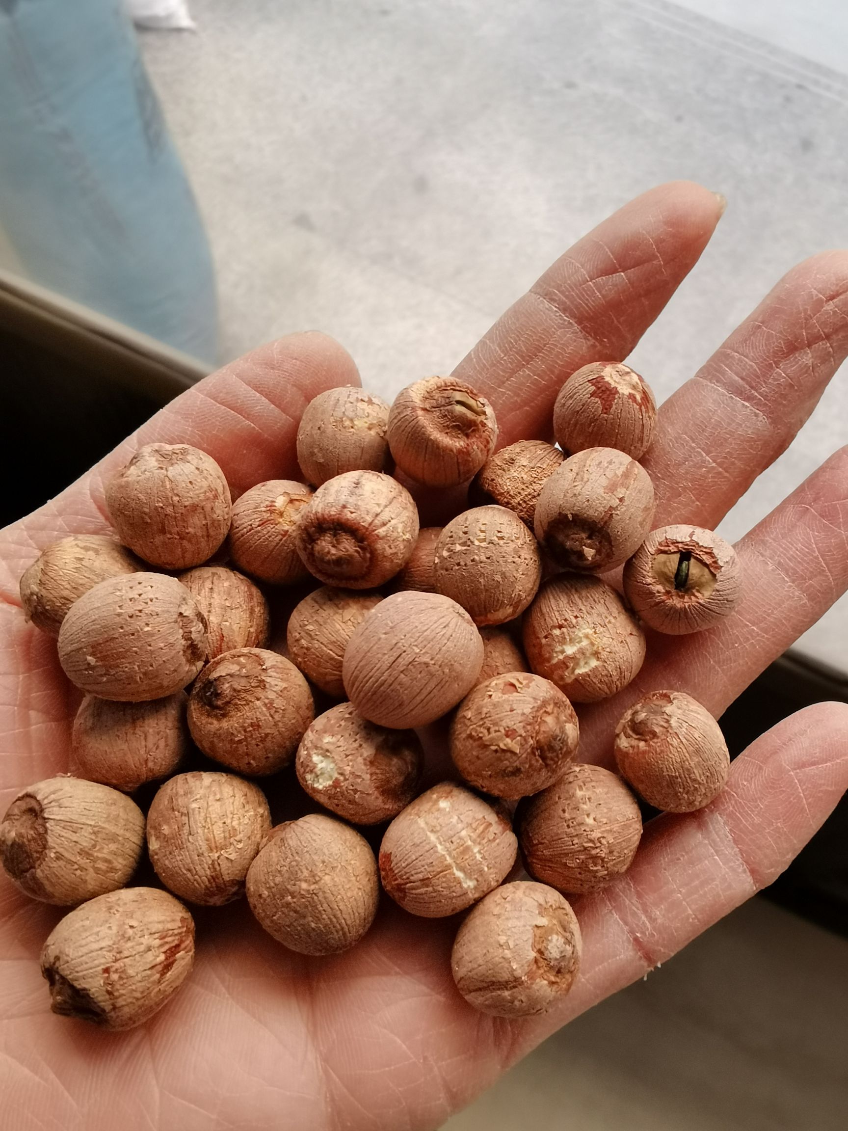 磨莲—白莲子—干莲子