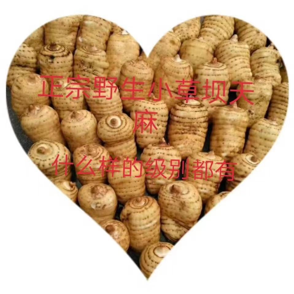 小草坝天麻 天麻 自产自销 量大从优  欢迎咨询