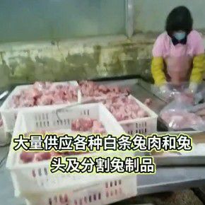 兔肉白条产品~大量供应新鲜兔肉白条和兔肉分割产品