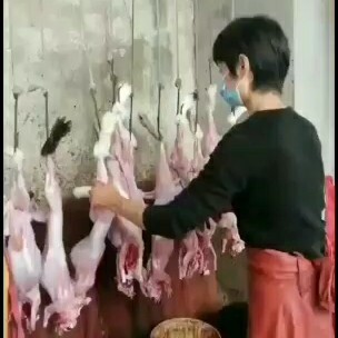 兔肉白条产品~大量供应新鲜兔肉白条和兔肉分割产品
