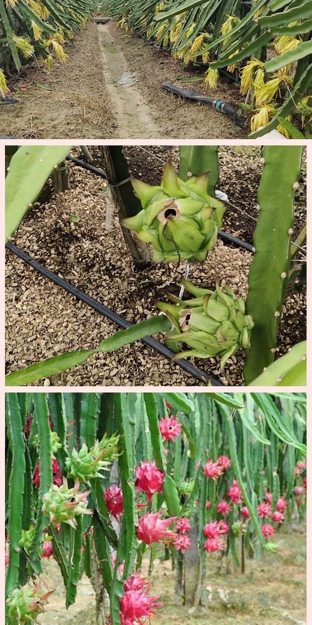 红心火龙果苗红肉红心金都一号桂红龙火龙果苗包邮