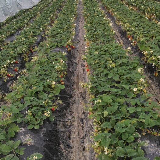 大邑县巧克力味草莓  成都本地标准大棚种植巧克力草莓