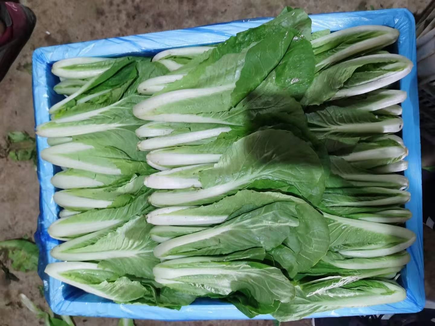 小油菜产地直供精品大棚小中颗油菜上海青快菜欢迎选购