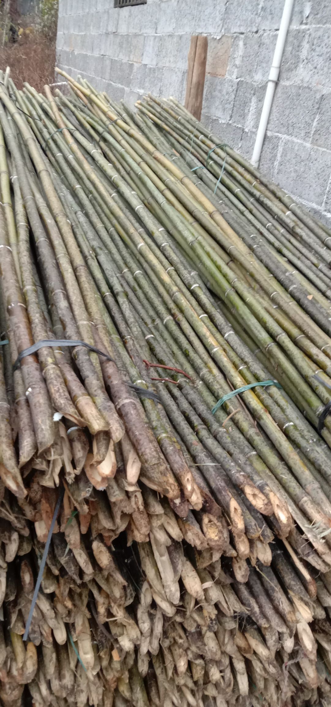  三年以上老金竹，一手货源