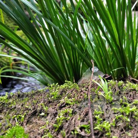 石菖蒲苗 