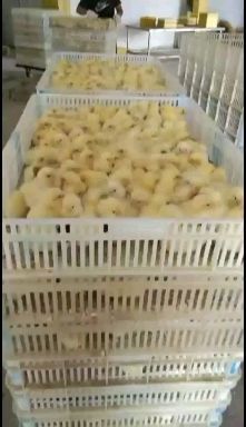 莘县817肉杂鸡苗 常年供应817优质鸡苗，价钱随行就市