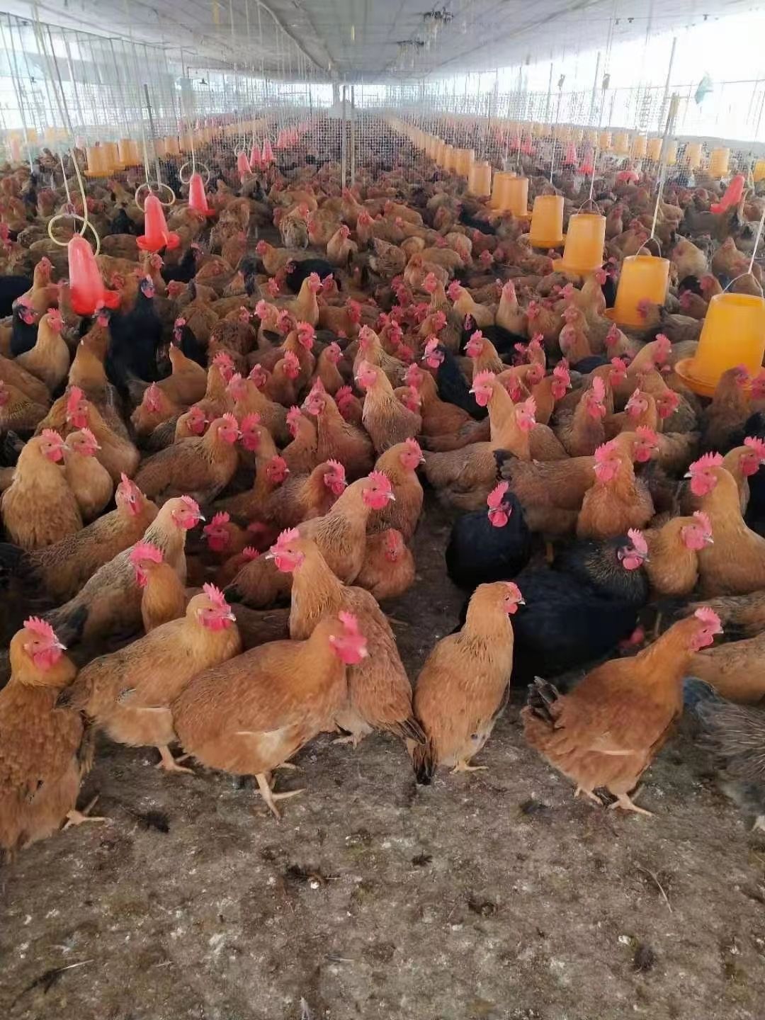 麻鸡 假土，鸿光苗，长期供应，大量货源，品种多样，场地直销