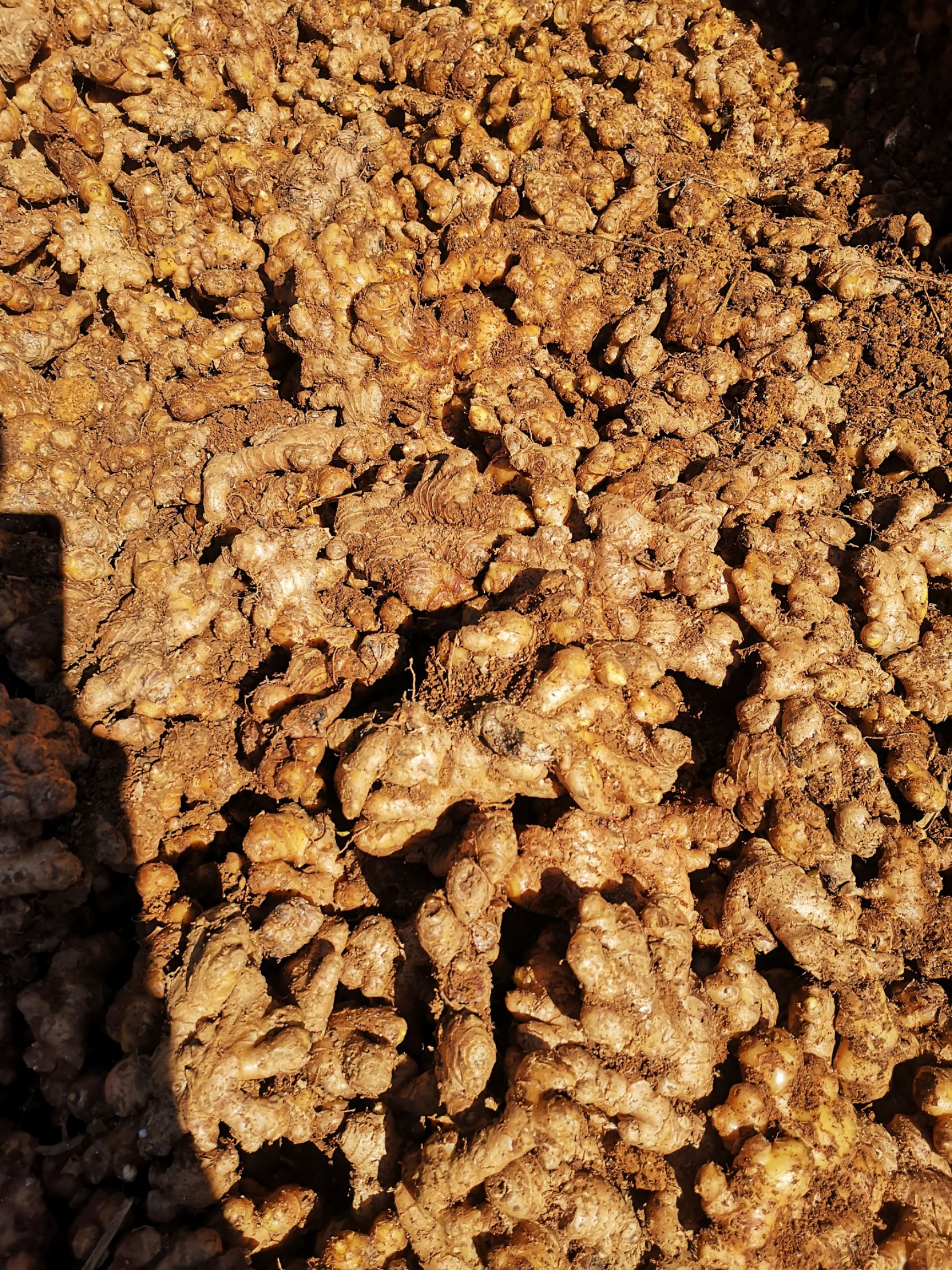 生姜  窖藏精选小黄姜（菜姜、种姜）