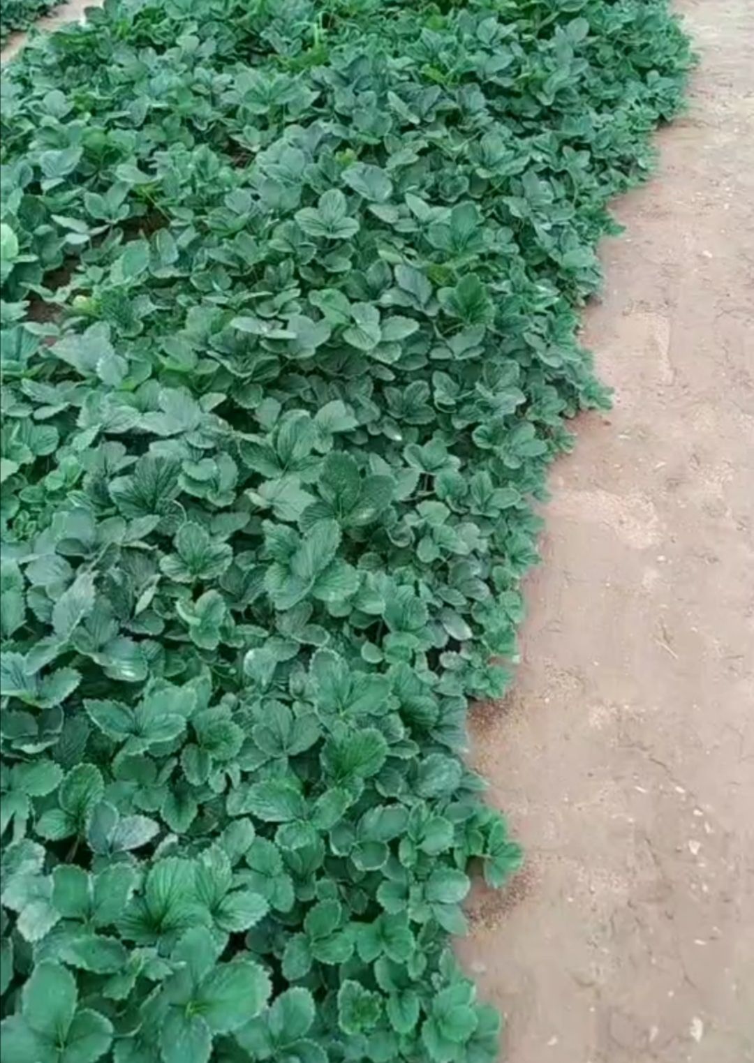 章姬草莓苗，粗、矮、壮  
免费技术指导