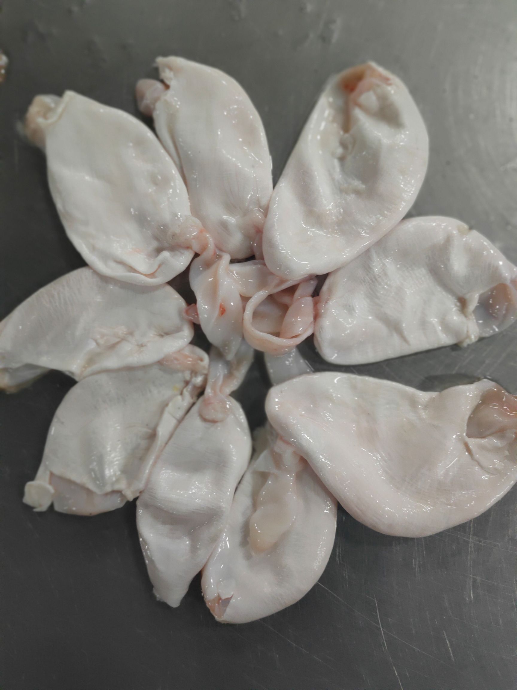 鱼鳔  白鲢鱼泡，活鱼现杀，真空锁鲜，营养美味。