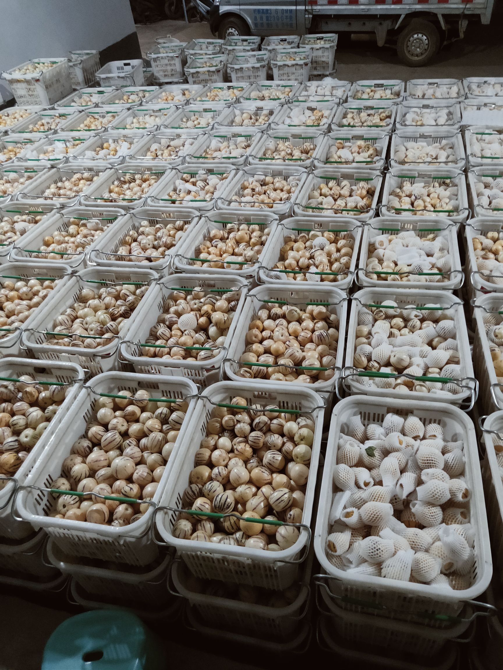 圆果人参果  人参果除了具有高蛋白、低糖、低脂的特点外，还富含维生素c