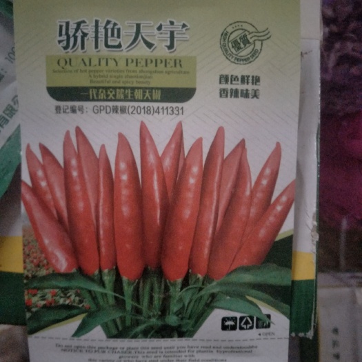 金乡县朝天椒种子  高端，杂交高辣天宇朝天椒，簇生抗淹，抗倒伏