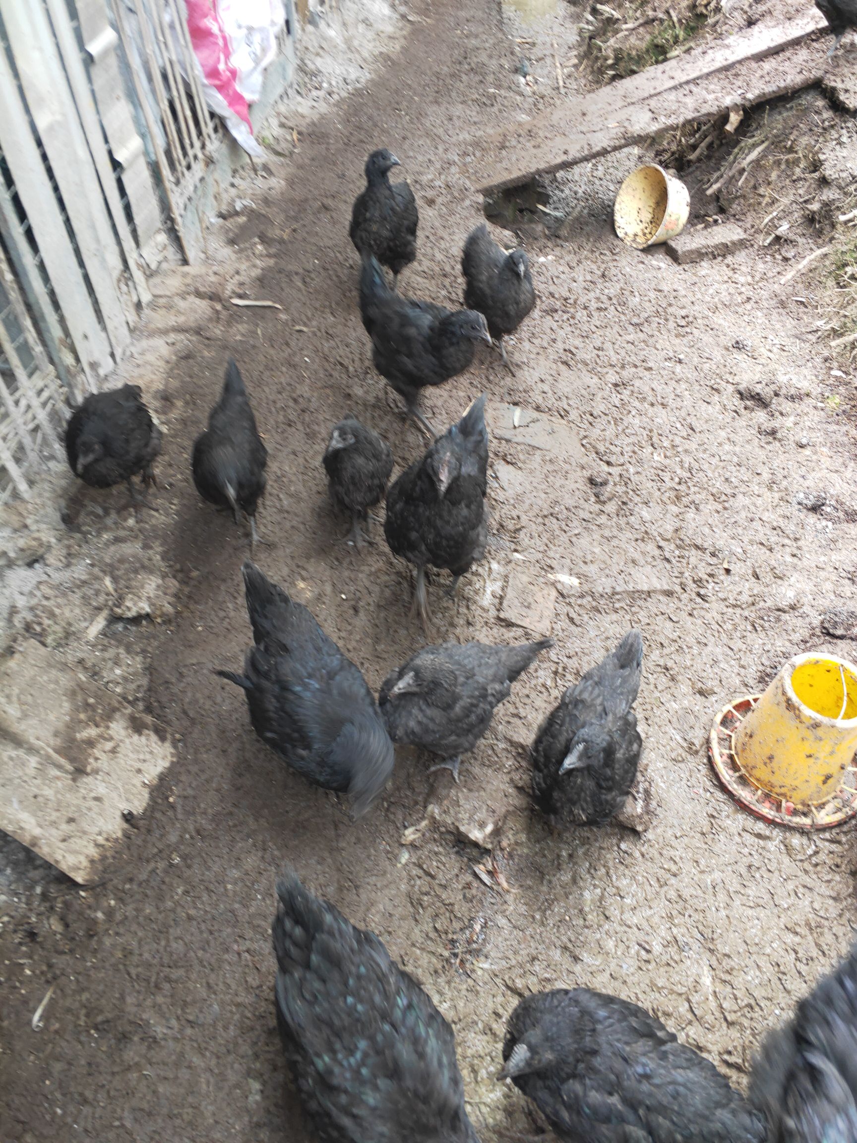 五黑鸡 2-3斤 统货 