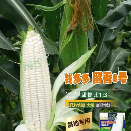 甜糯玉米种子 口感赞，甜糯香，甜糯比1:3，非转基因，基地专用。