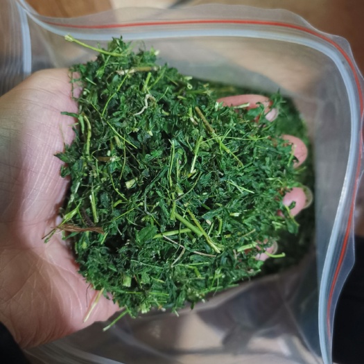 英德市相思茶，茶，鸡骨草茶，护  肝  茶厂家直销，量大从优