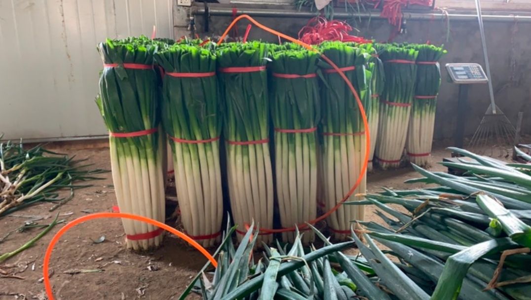 日钢葱种子  钢葱川岛504 葱白紧实茎叶粗壮不空心葱