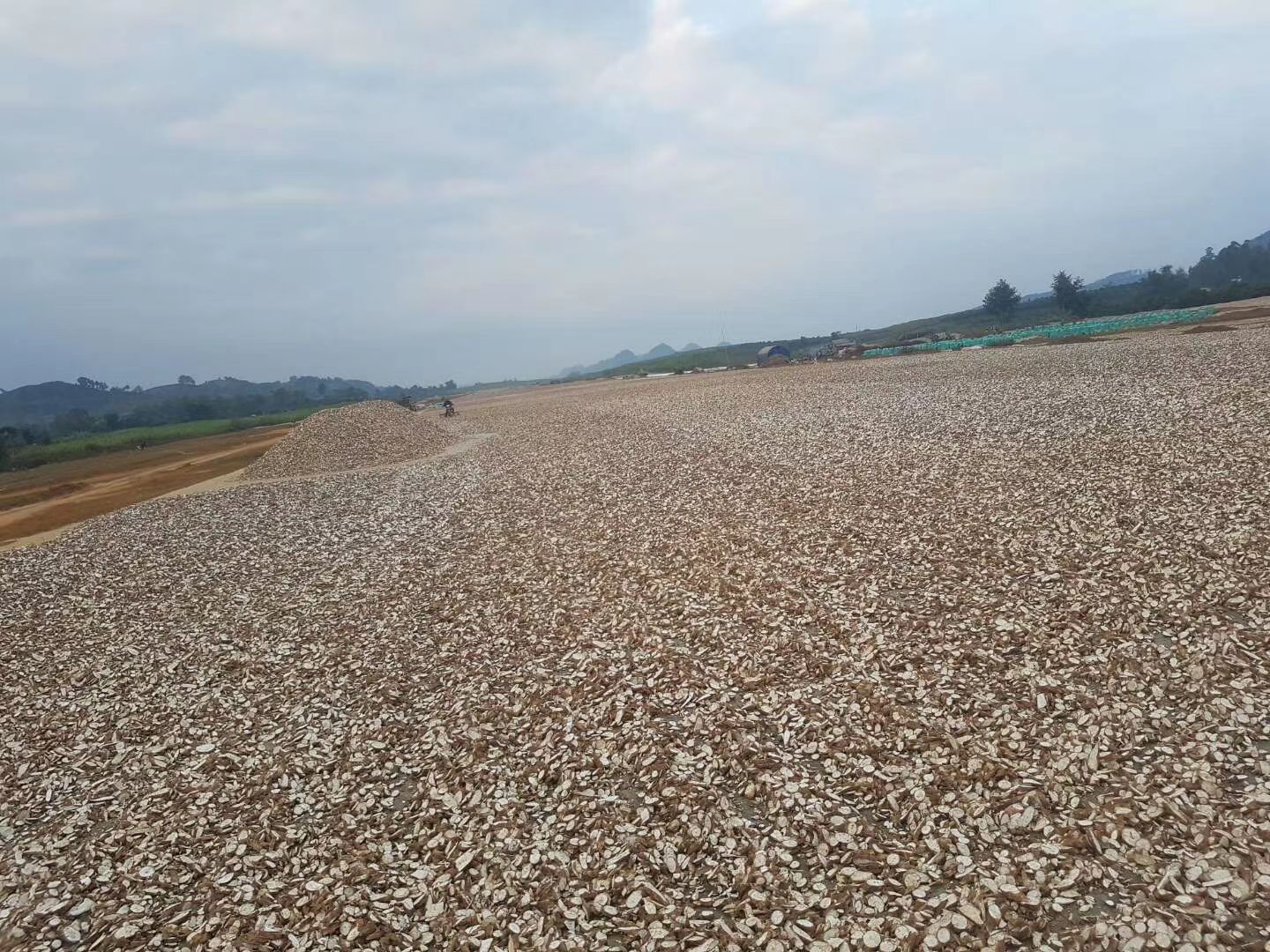 木薯干片  干木薯