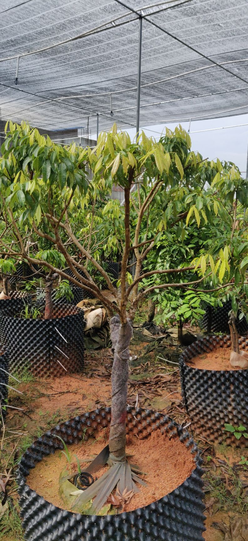 嫁接荔枝大树 妃子笑 桂味 无核荔 糯米糍 鸡嘴茘