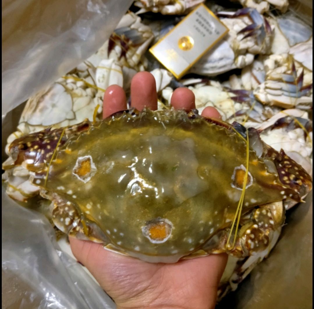 【梭子蟹】【红膏蟹】【带黄梭子蟹】三点红，一点红