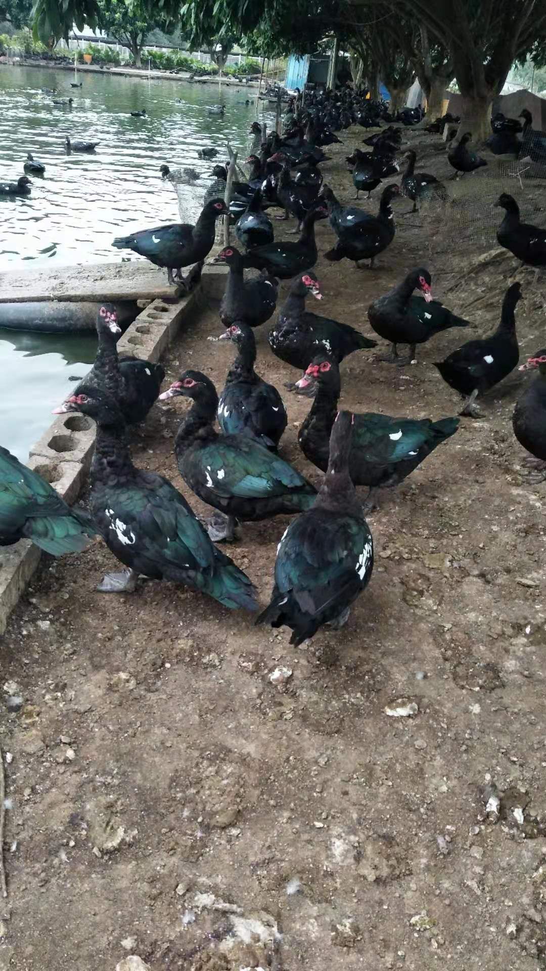 番鸭 150天   匀重8.5    1100只    统装