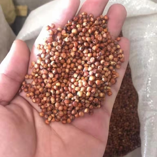 长岭县美国高粱 高粱，美粮，澳粮，5万吨，广州提货