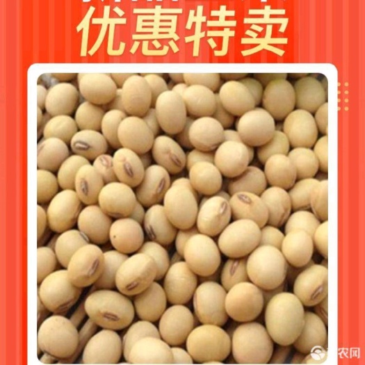 武邑县大豆  农家自种非转基因黄豆 小粒豆老品种黄豆农家自种