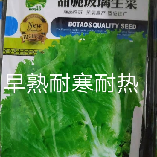 扶沟县甜脆玻璃生菜种子~早熟耐热耐寒无纤维春夏秋露地均可栽培