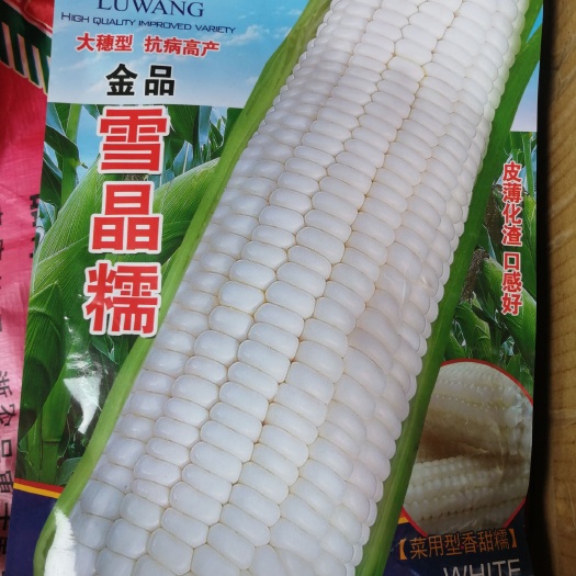 甜糯玉米种子 大穗型，抗病高产，皮薄化渣，口感好。