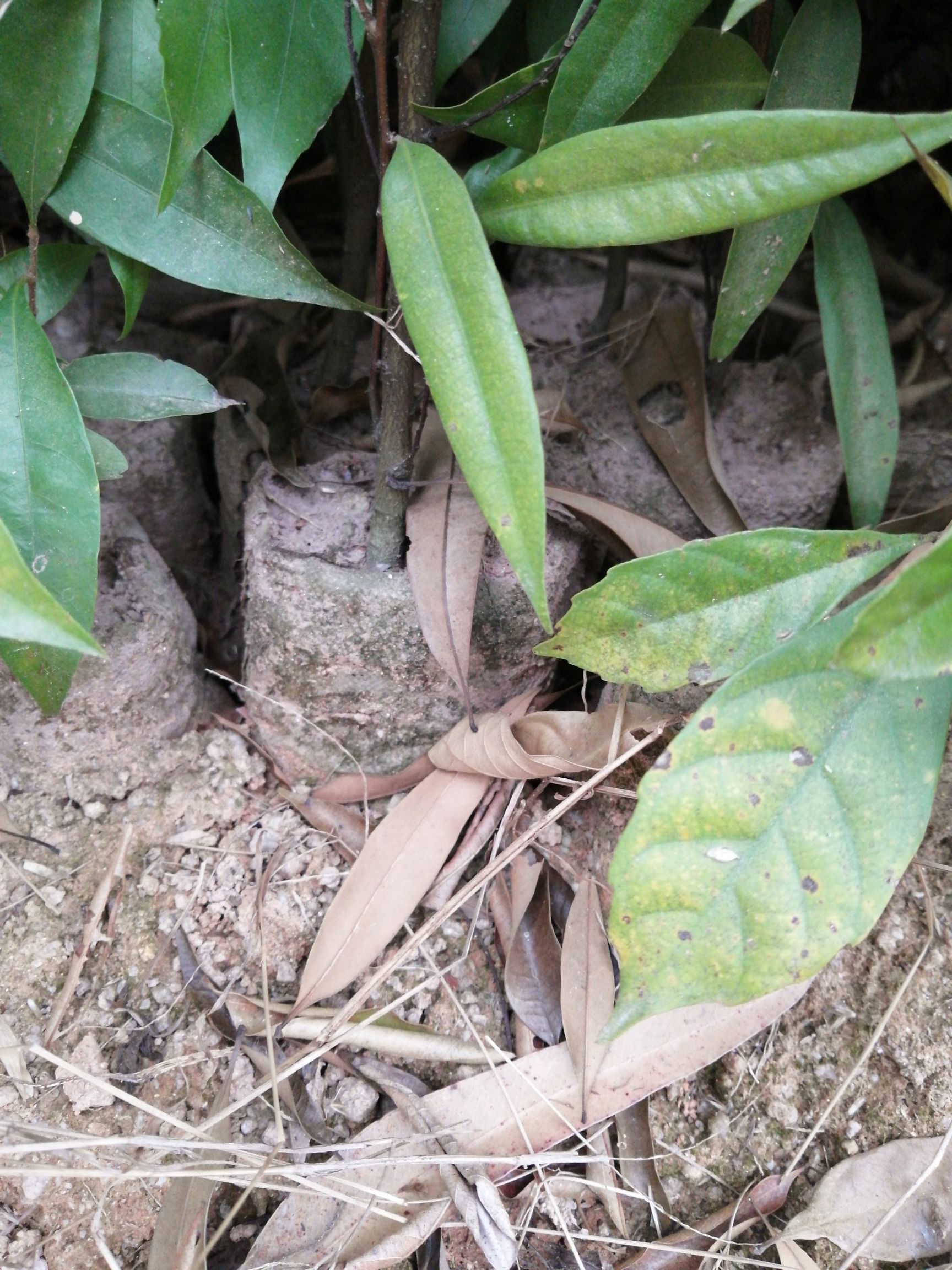 澳洲坚果苗 坚果苗
