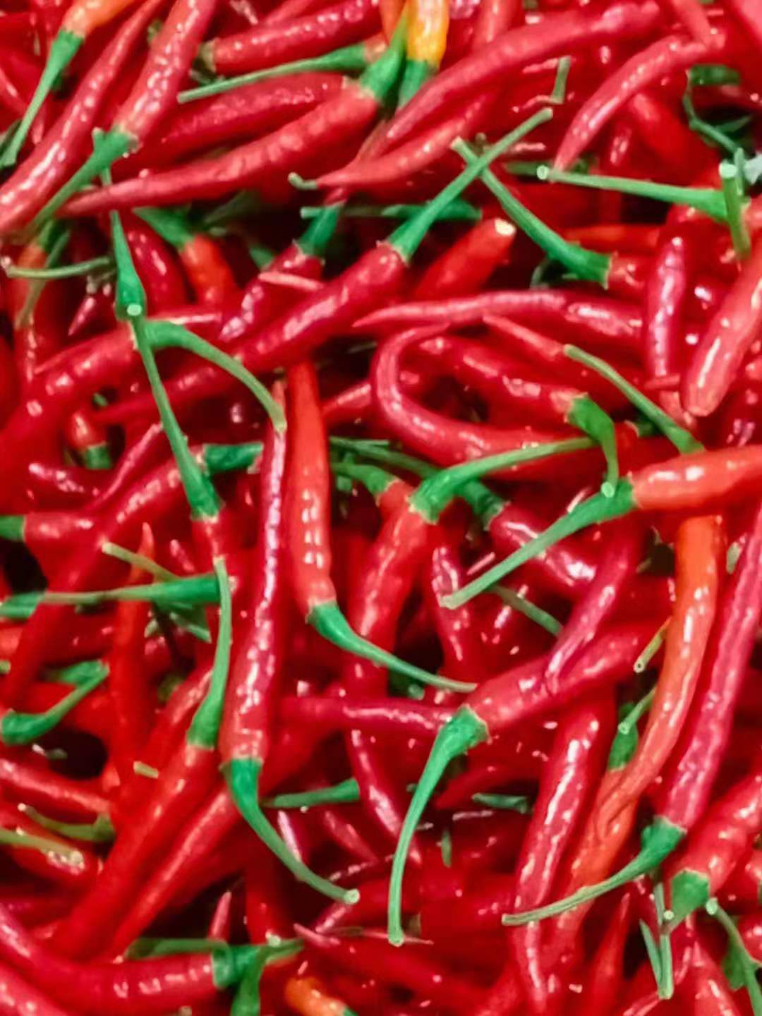 超八号辣椒  朝天辣，八号辣，