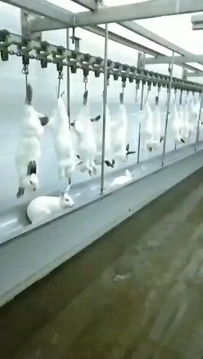 兔肉白条今年价格还行养殖肉兔有发展趋势