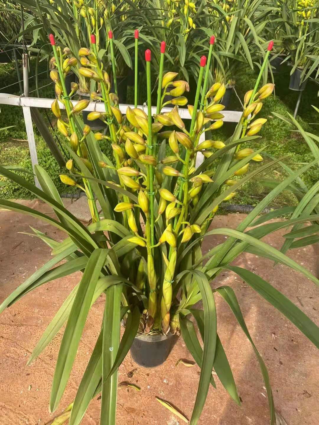 大花惠兰 大花卉兰种植云南基地批发