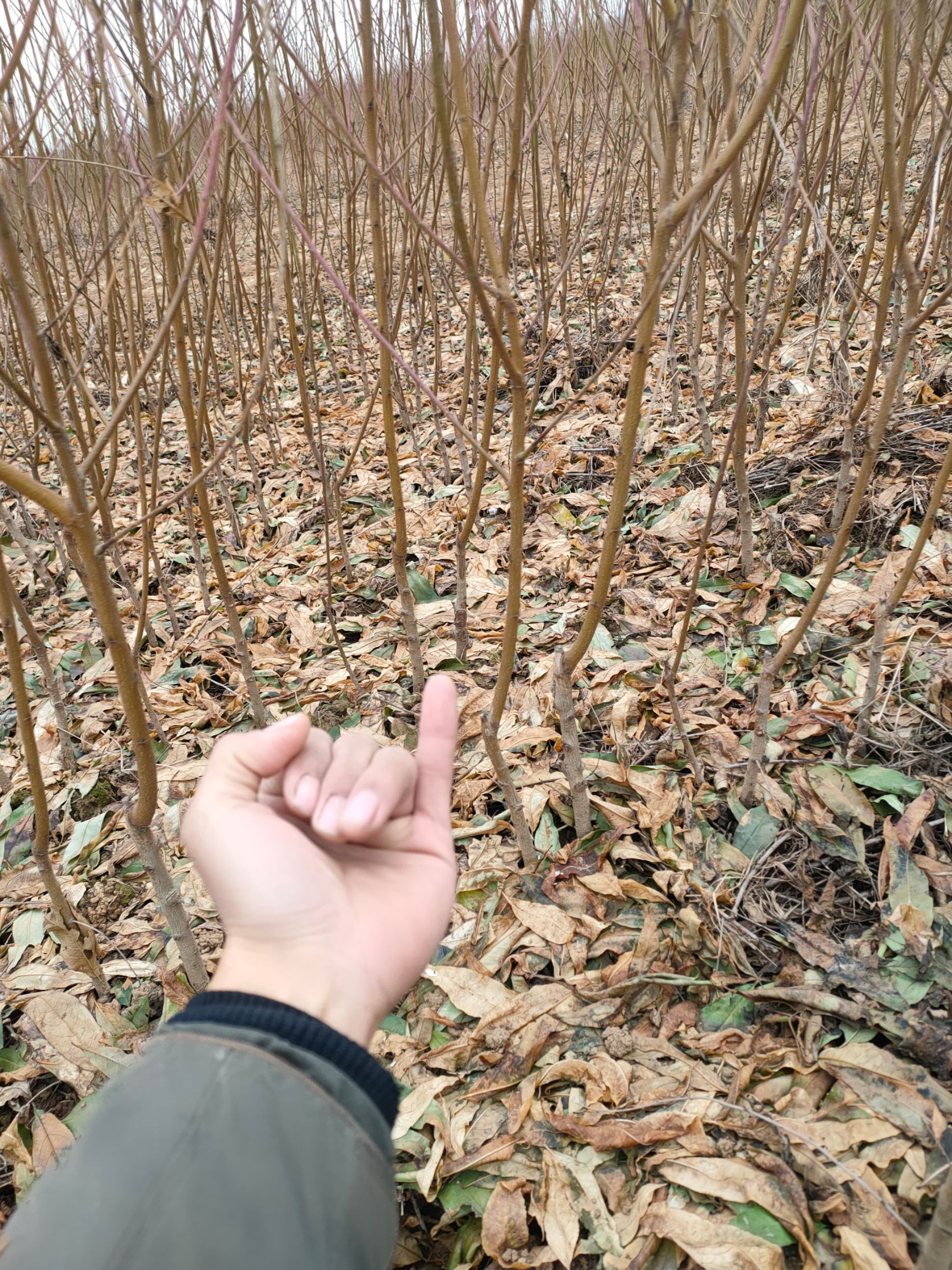 鹰嘴蜜桃苗 桃树苗