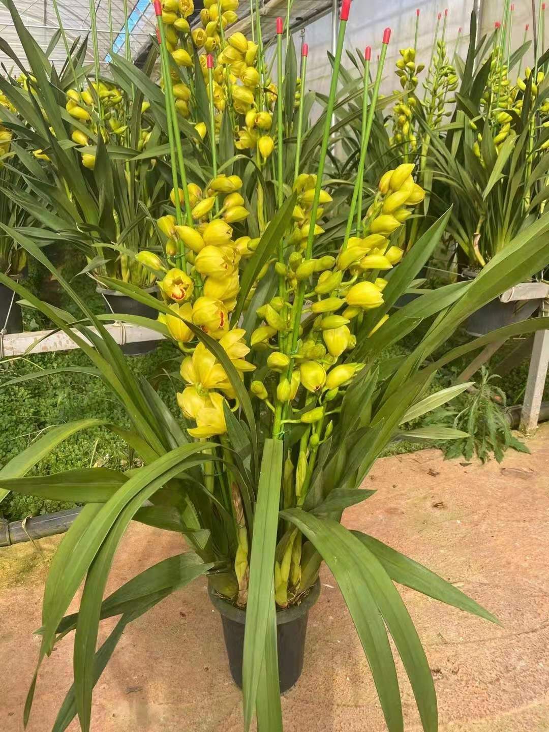 大花惠兰 大花卉兰种植云南基地批发