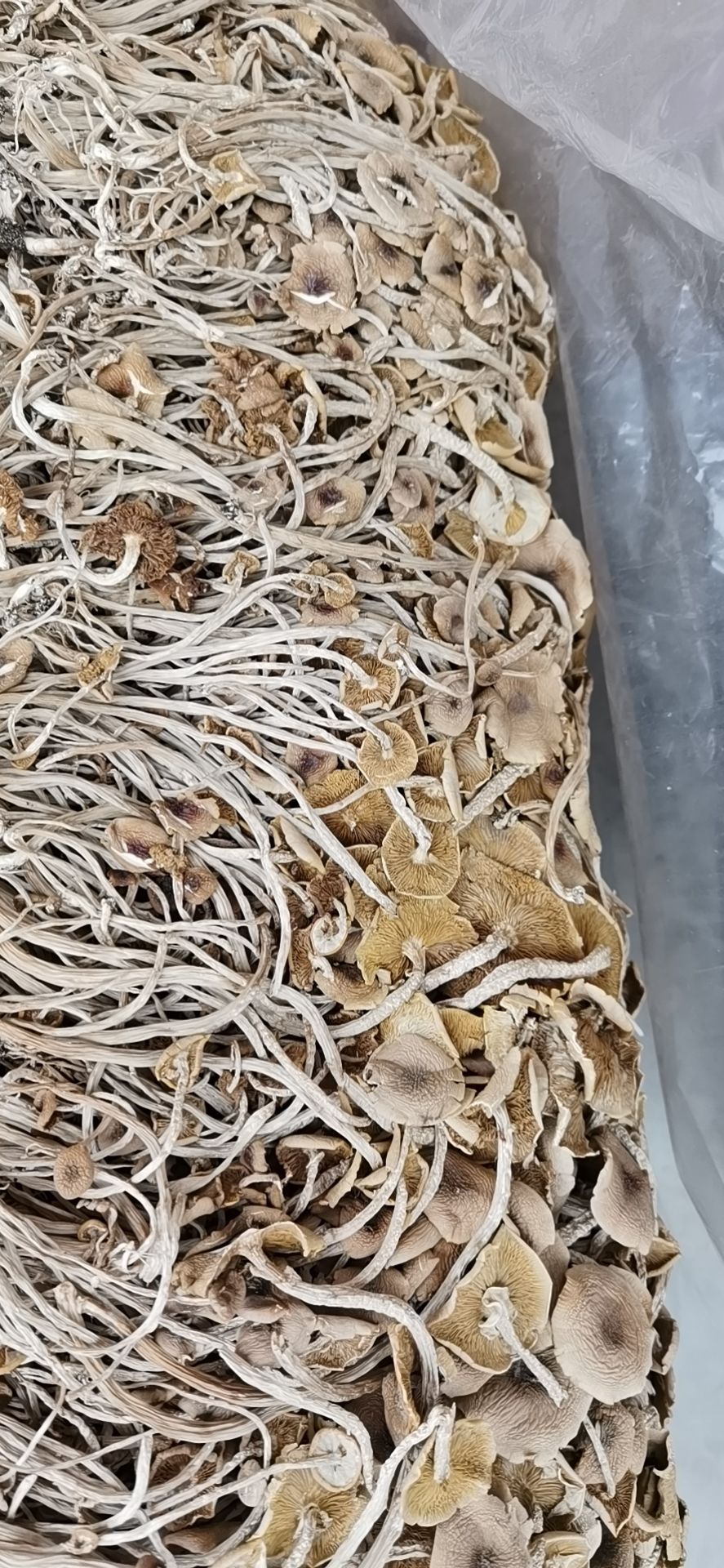 广昌开伞茶树菇2021新货