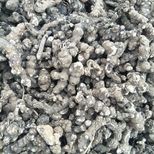 海林市北苍术  黑龙江牡丹江也生白茬苍术，产地一手货源质量保证价格合理