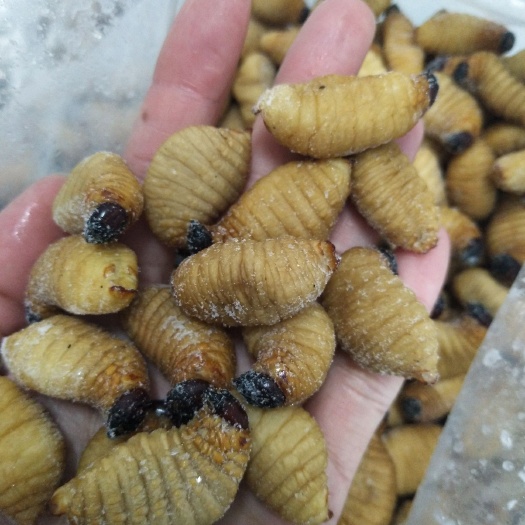 广州竹虫  精品 无冰竹笋虫 干冻大  熟冻椰子虫 竹蛹
