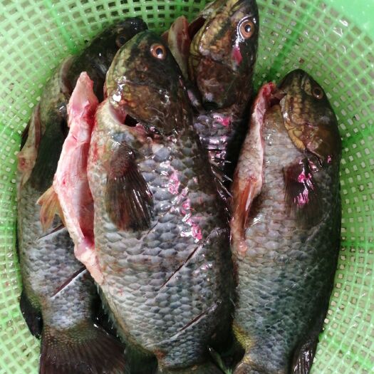 湛江 攀鲈鱼