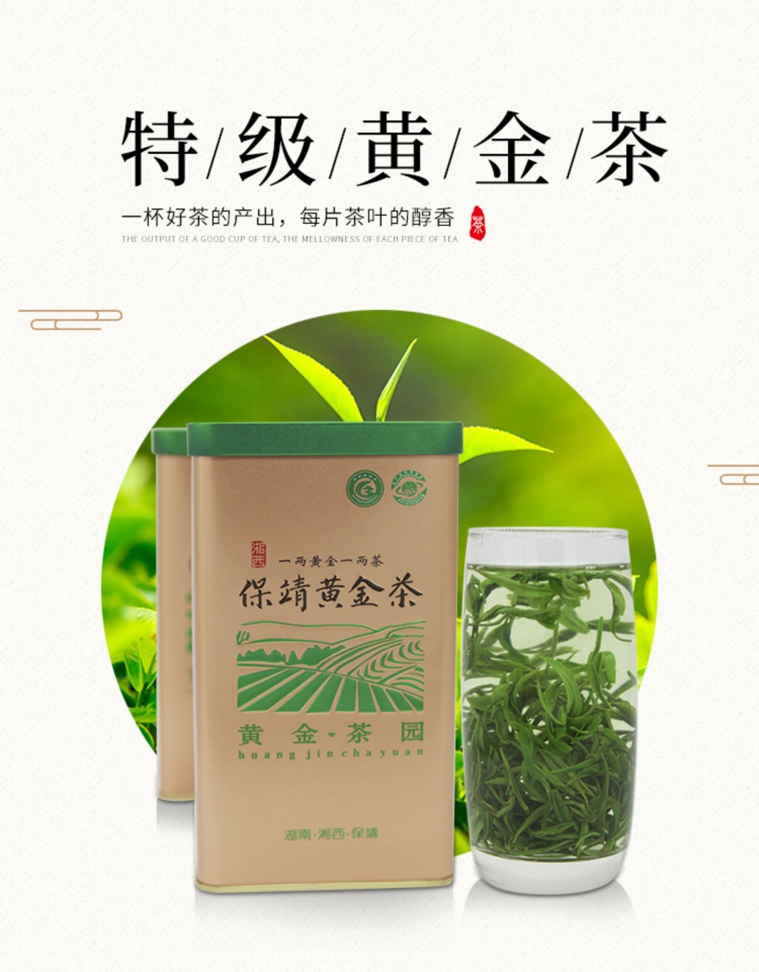 保靖黄金茶2021新茶明前特级头采黄金二号绿茶