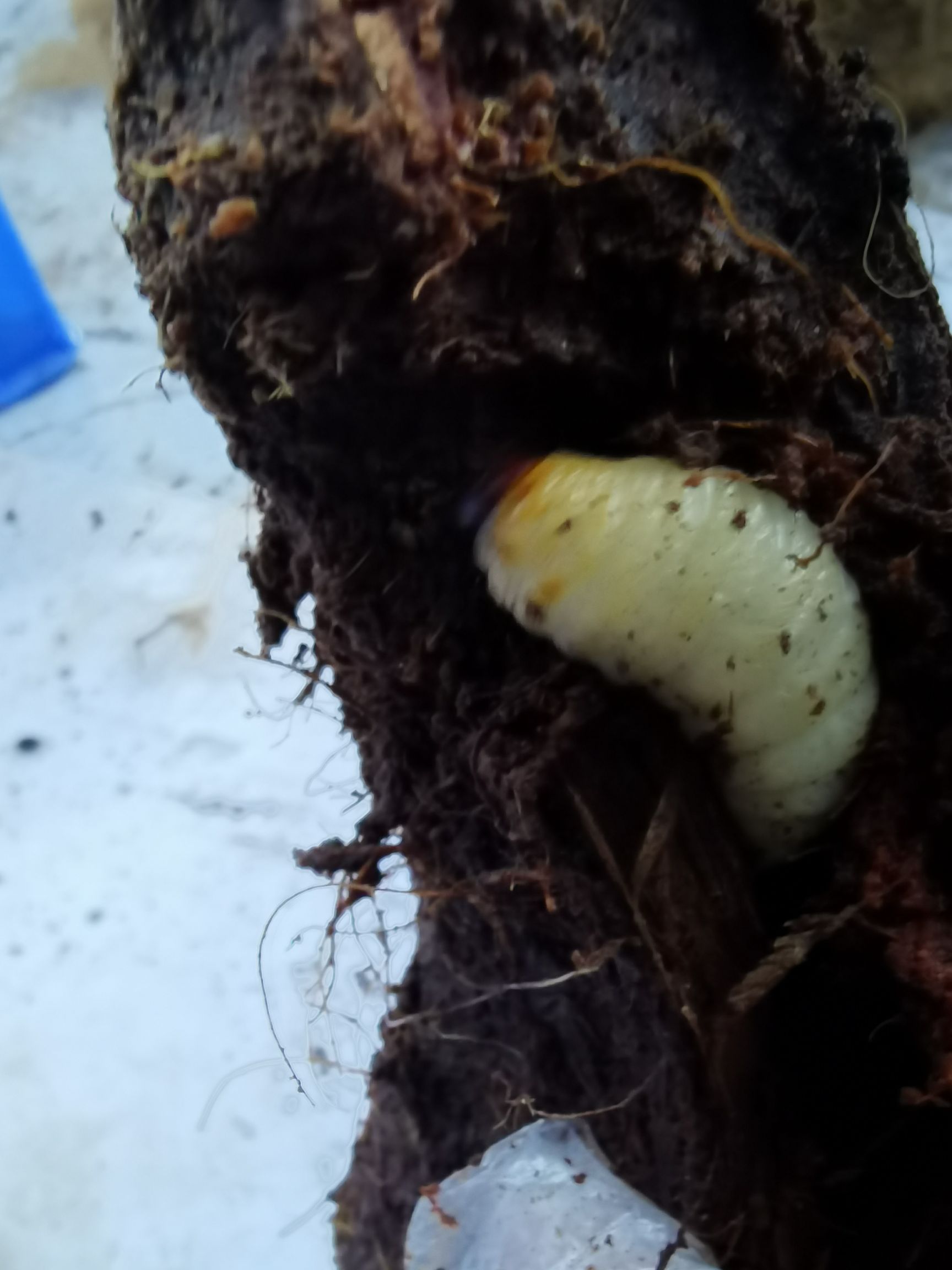  竹虫，竹象虫，竹蜂，竹虫养殖，长期稳定大量供应商品虫，