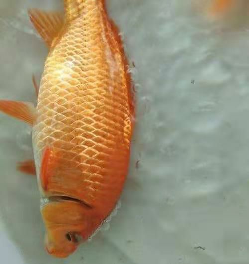 红鲤鱼苗，自产自销，足量发货