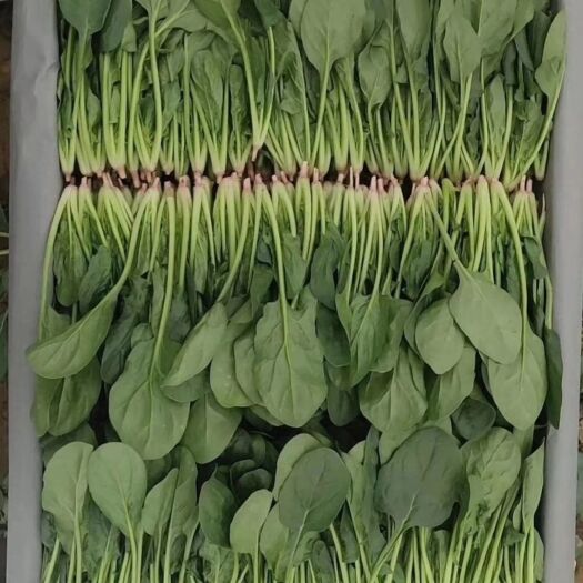 泰安小叶菠菜  山东泰安精品菠菜大量上市